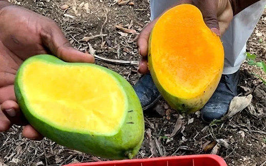 Technology to Track Haitian Mango Aims to Level Agricultural Playing Field